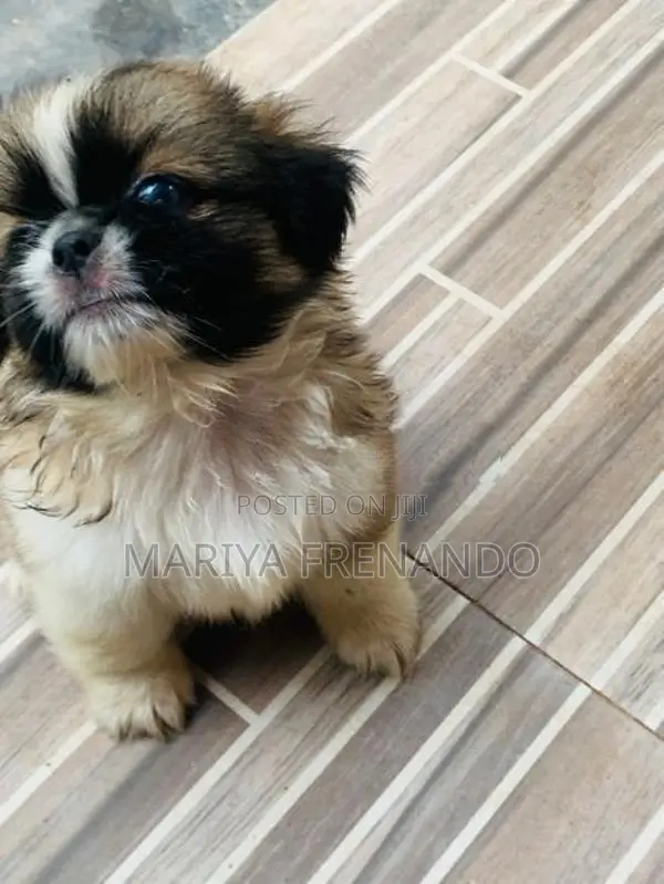 Shih Tzu Puppies