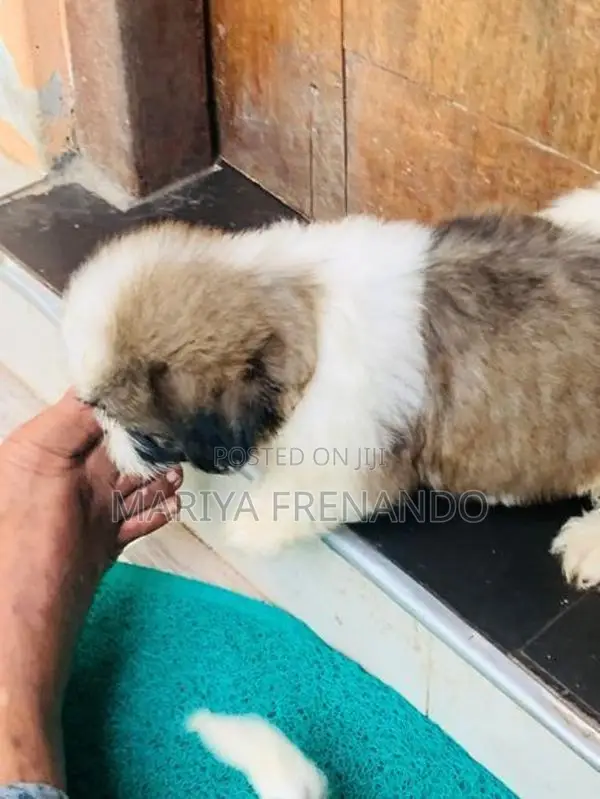 Shih Tzu Puppies