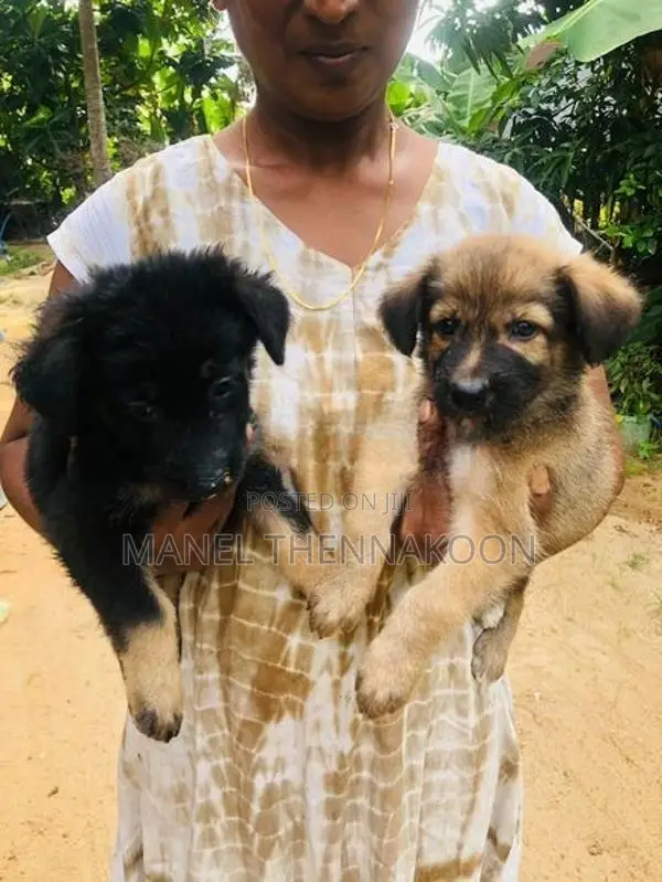 German shepherd