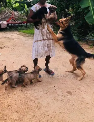 German shepherd