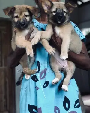 German shepherd