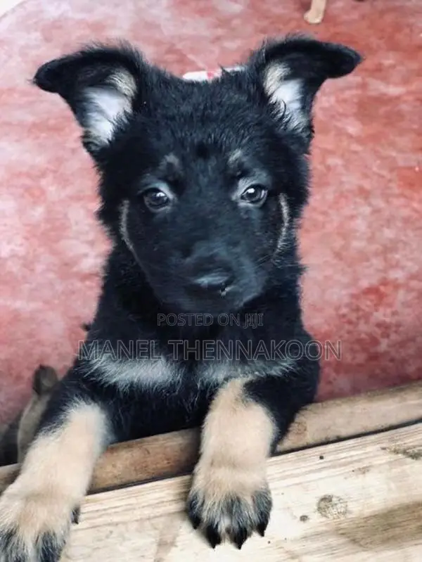 German shepherd