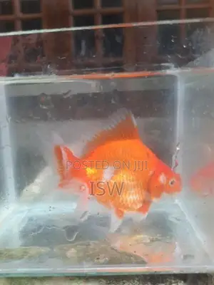 Large Gold Fish