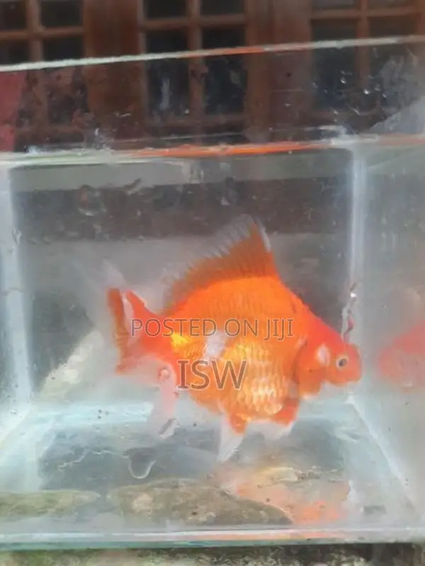 Large Gold Fish
