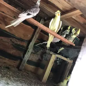Cockatiel Birds