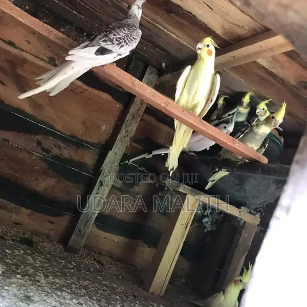 Cockatiel Birds