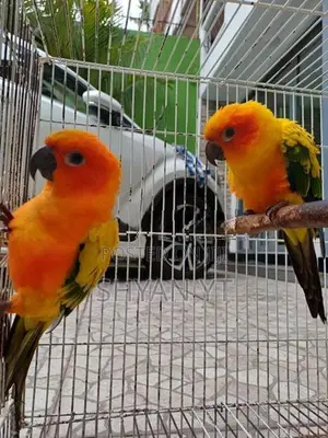 Sun Conure Bird