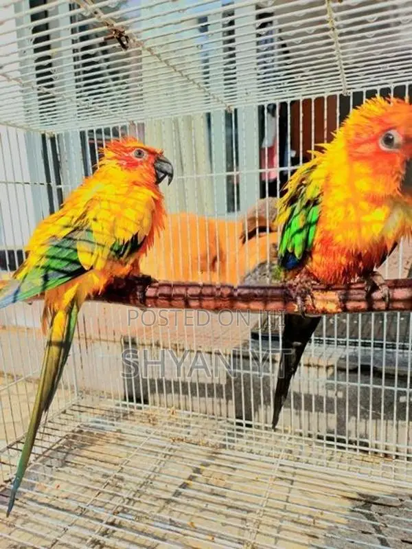 Sun Conure Bird
