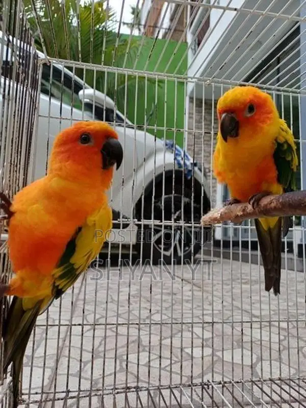 Sun Conure Bird