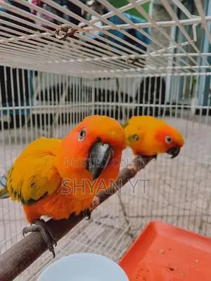 Sun Conure Bird
