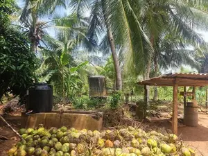 Chilaw Valuable Coconut Land for Sale
