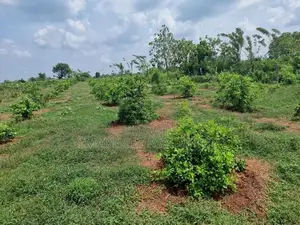 Chilaw Valuable Coconut Land for Sale