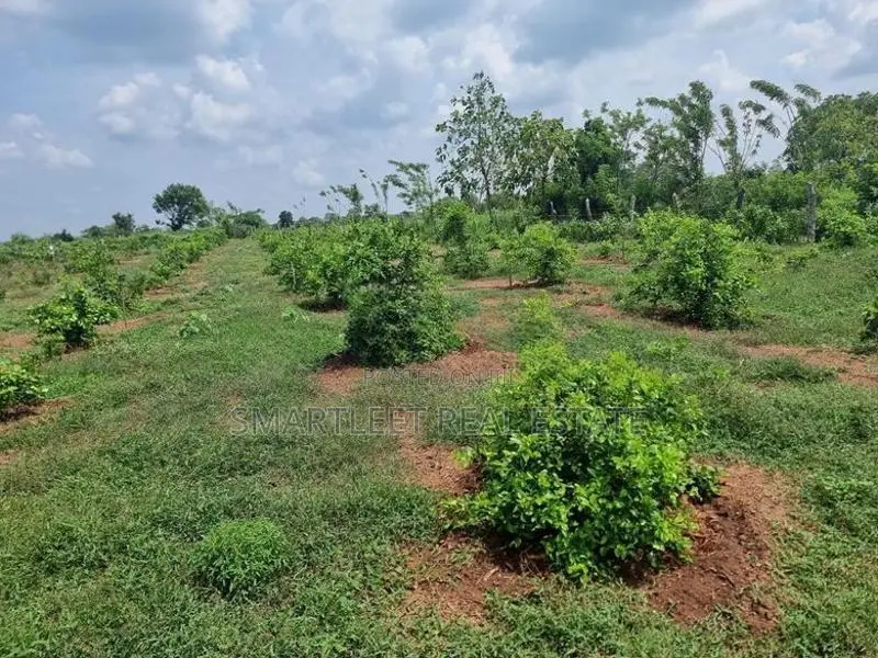 Chilaw Valuable Coconut Land for Sale