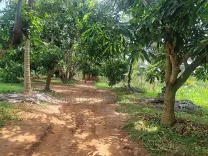 Chilaw Valuable Coconut Land for Sale