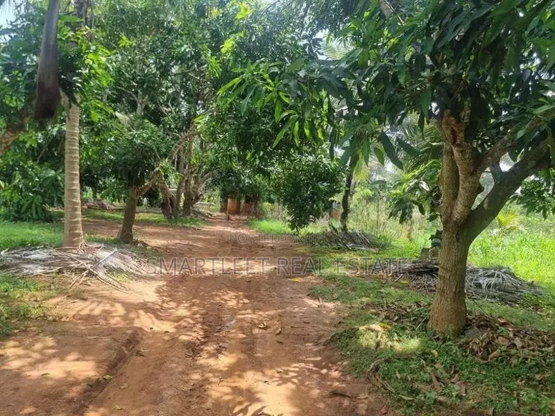 Chilaw Valuable Coconut Land for Sale
