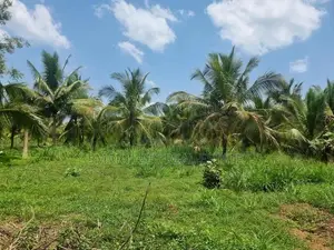 Chilaw Valuable Coconut Land for Sale