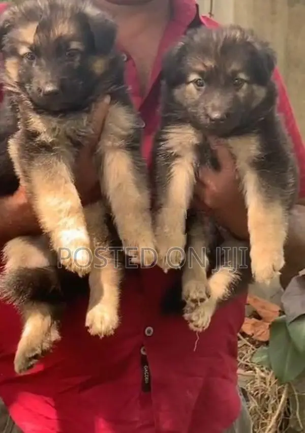 German Shepherd Dog
