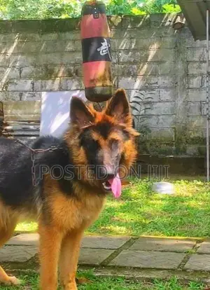 German Shepherd Dog