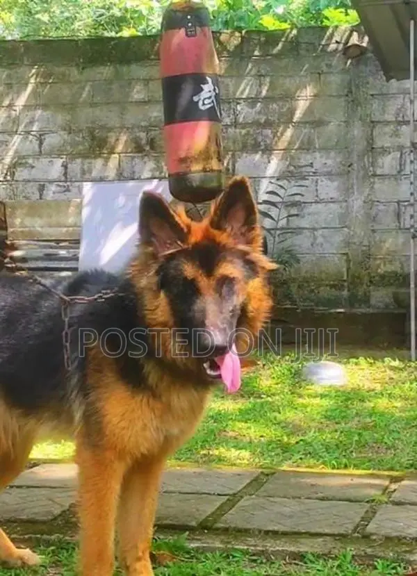 German Shepherd Dog