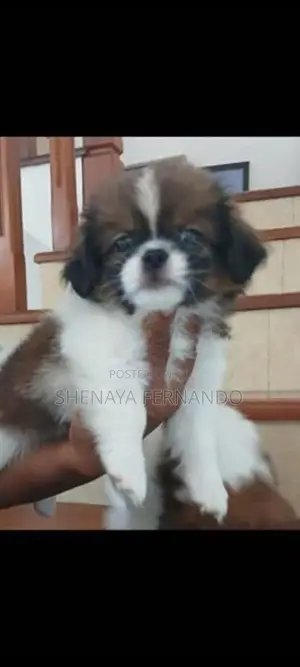 Shih Tzu Puppy