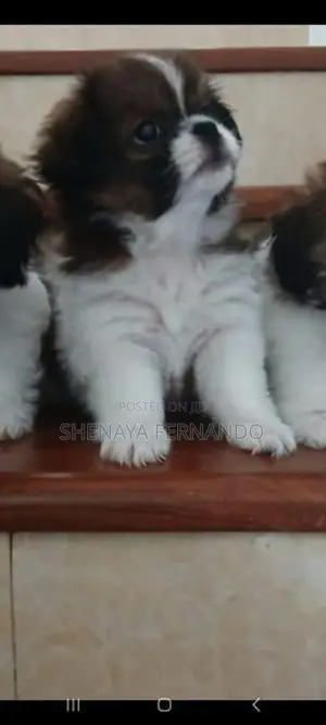 Shih Tzu Puppy