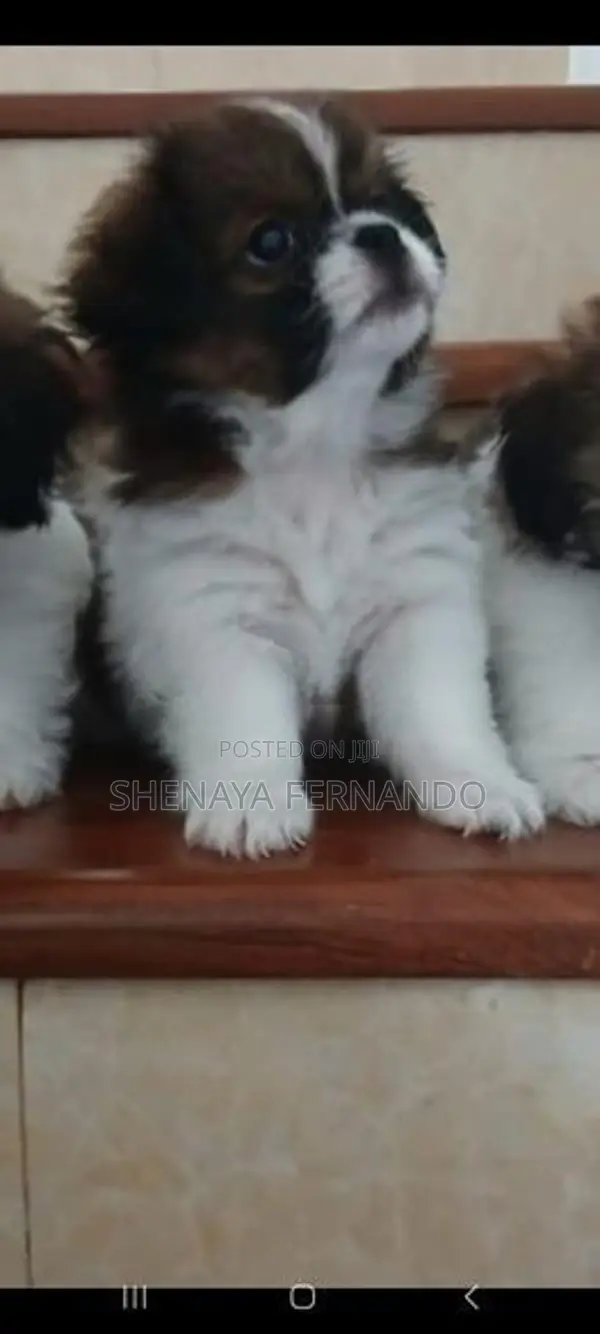 Shih Tzu Puppy
