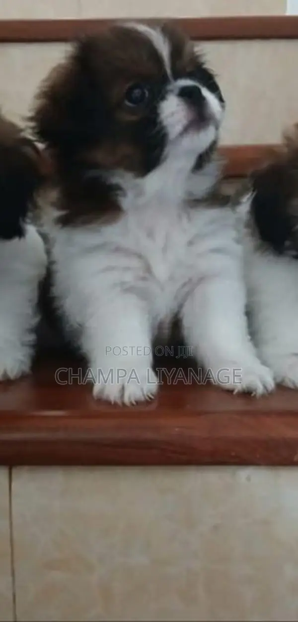 Shih Tzu Puppy