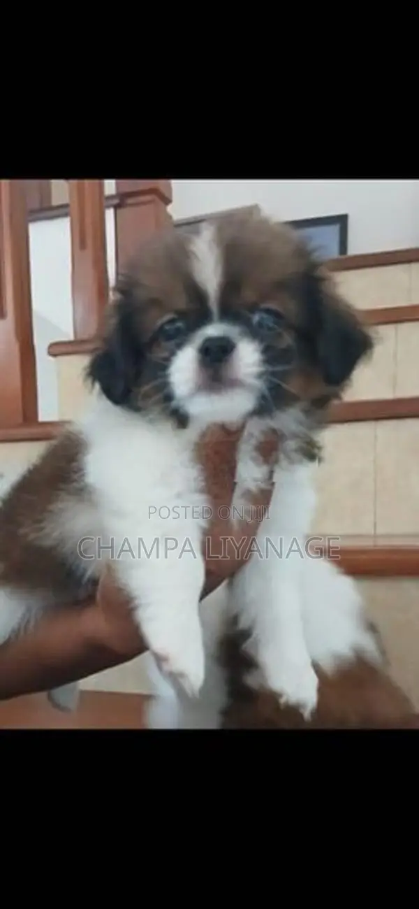 Shih Tzu Puppy