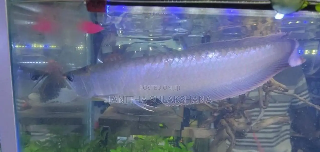 Silver Arowana Fish