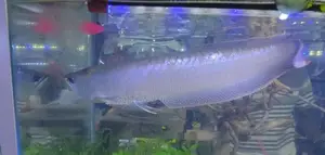 Silver Arowana Fish