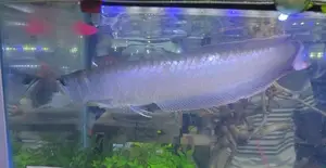 Silver Arowana Fish