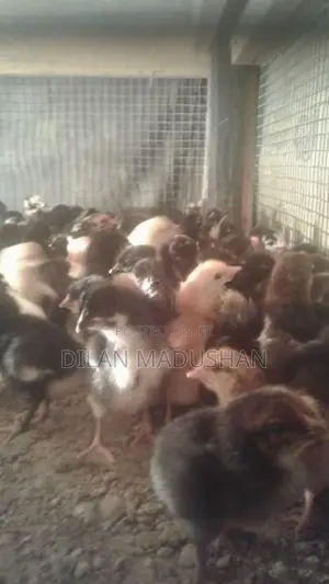 ගං කුකුල් පැටවුන්