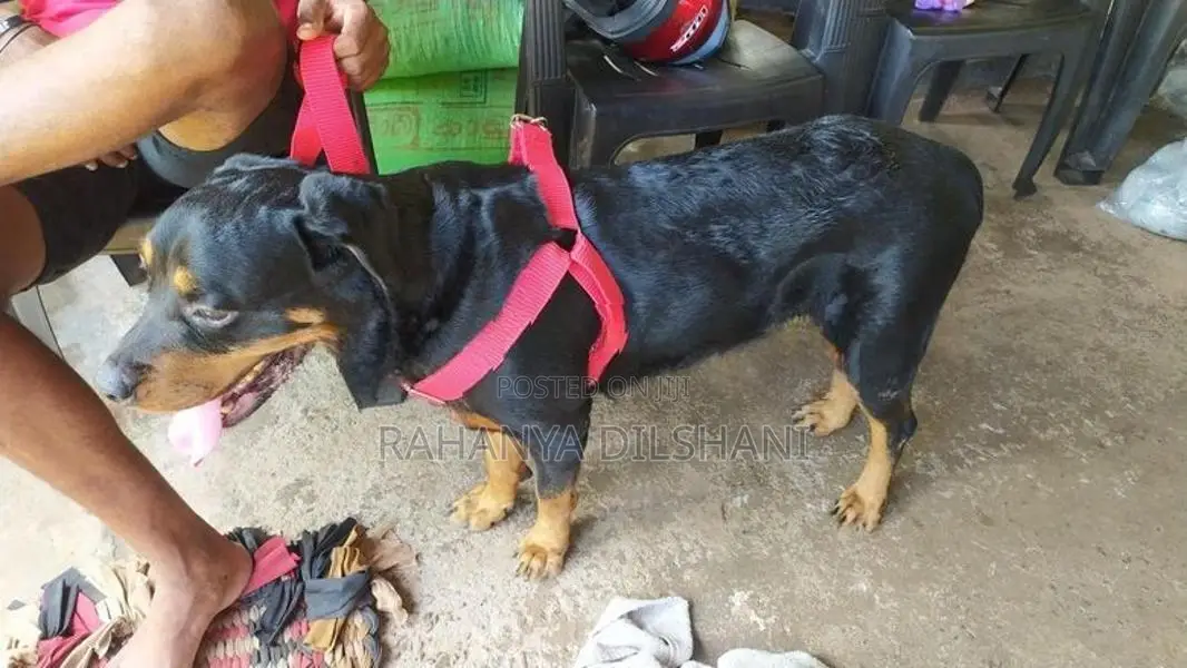 Rottweiler Female Dog