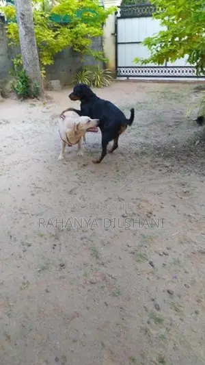 Rottweiler Female Dog