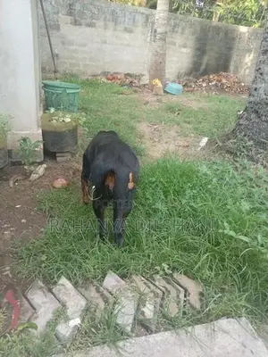 Rottweiler Female Dog