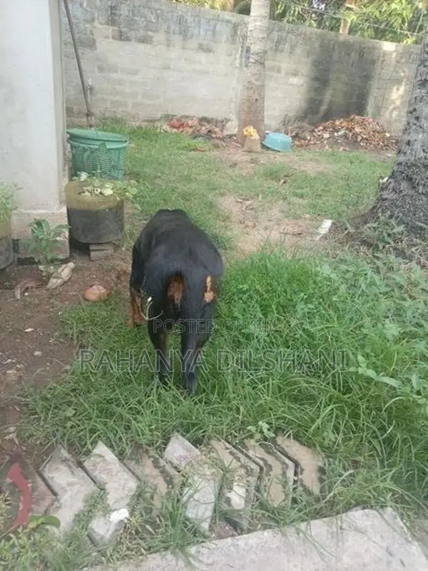 Rottweiler Female Dog