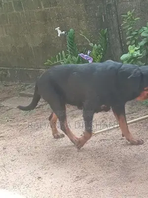 Rottweiler Female Dog