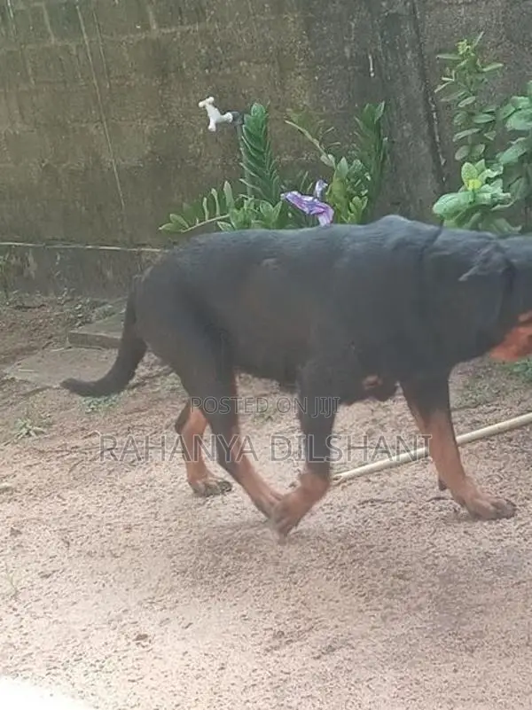 Rottweiler Female Dog