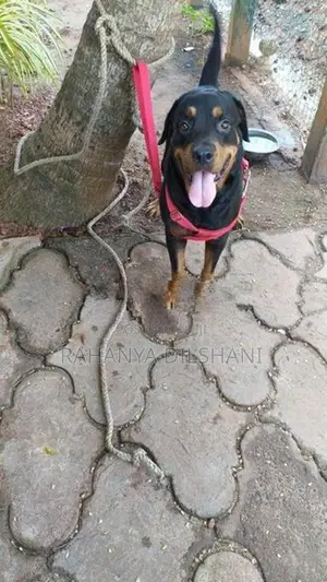 Rottweiler Female Dog