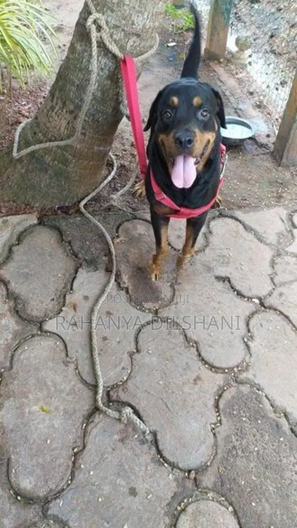 Rottweiler Female Dog