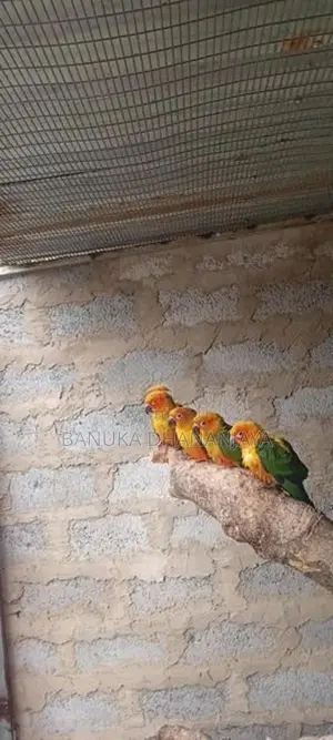 Sun Conure Bird