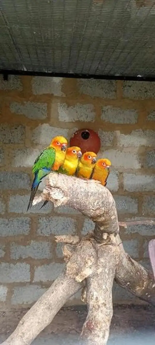 Sun Conure Bird
