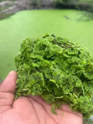 Azolla