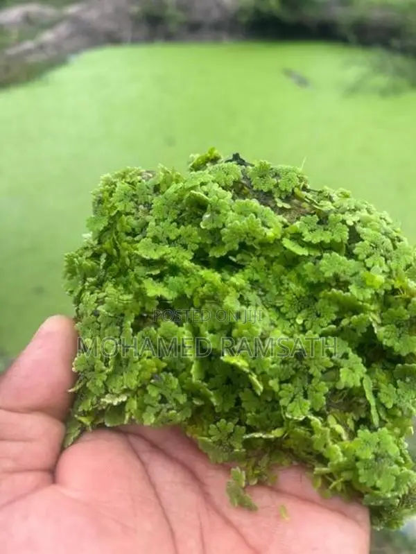 Azolla