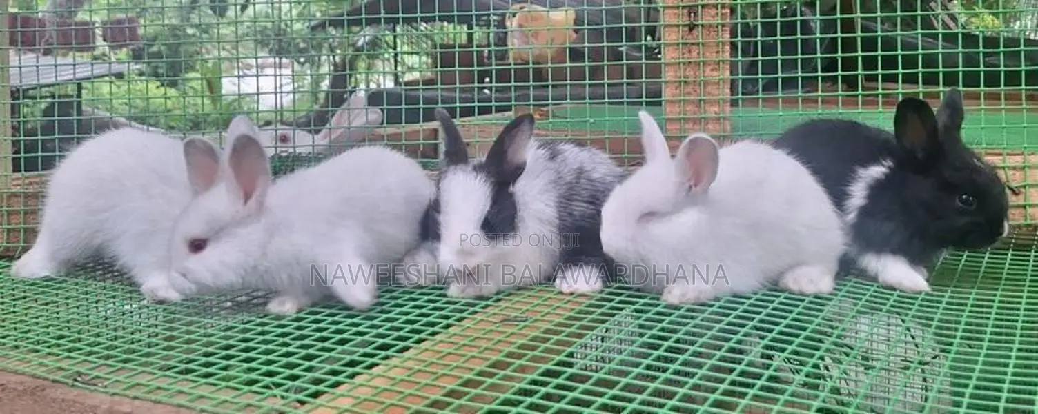 Angora Rabbits