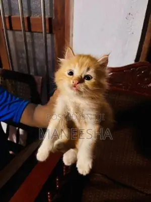 Persian Cat