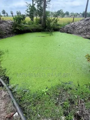 Azolla