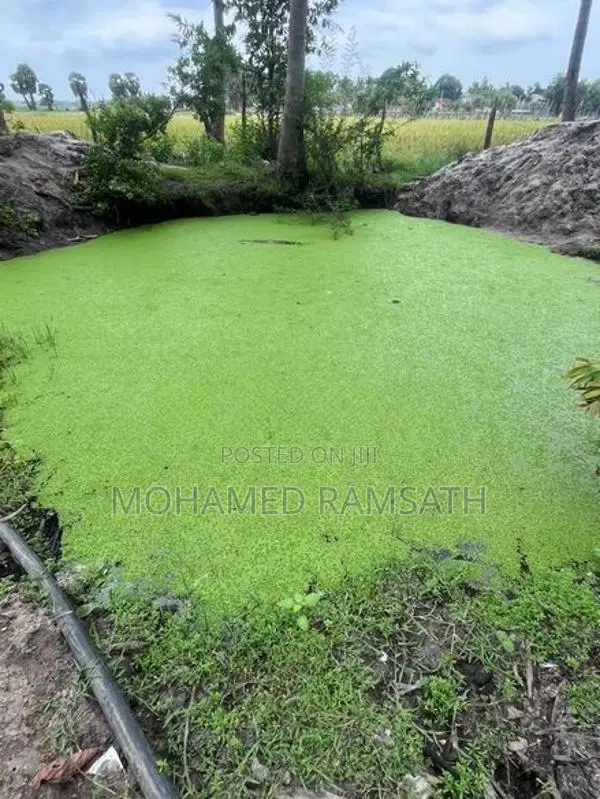 Azolla