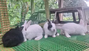 Angora Rabbits