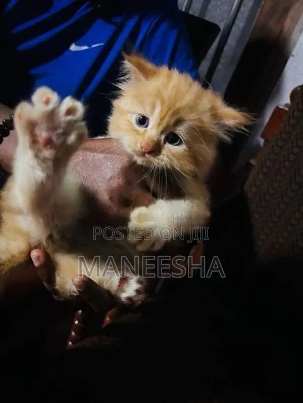 Persian Cat